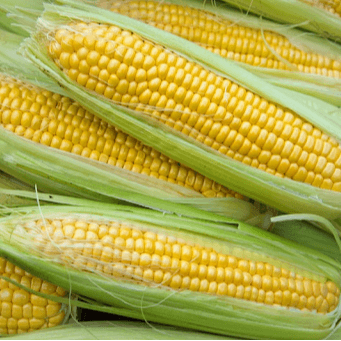 corn