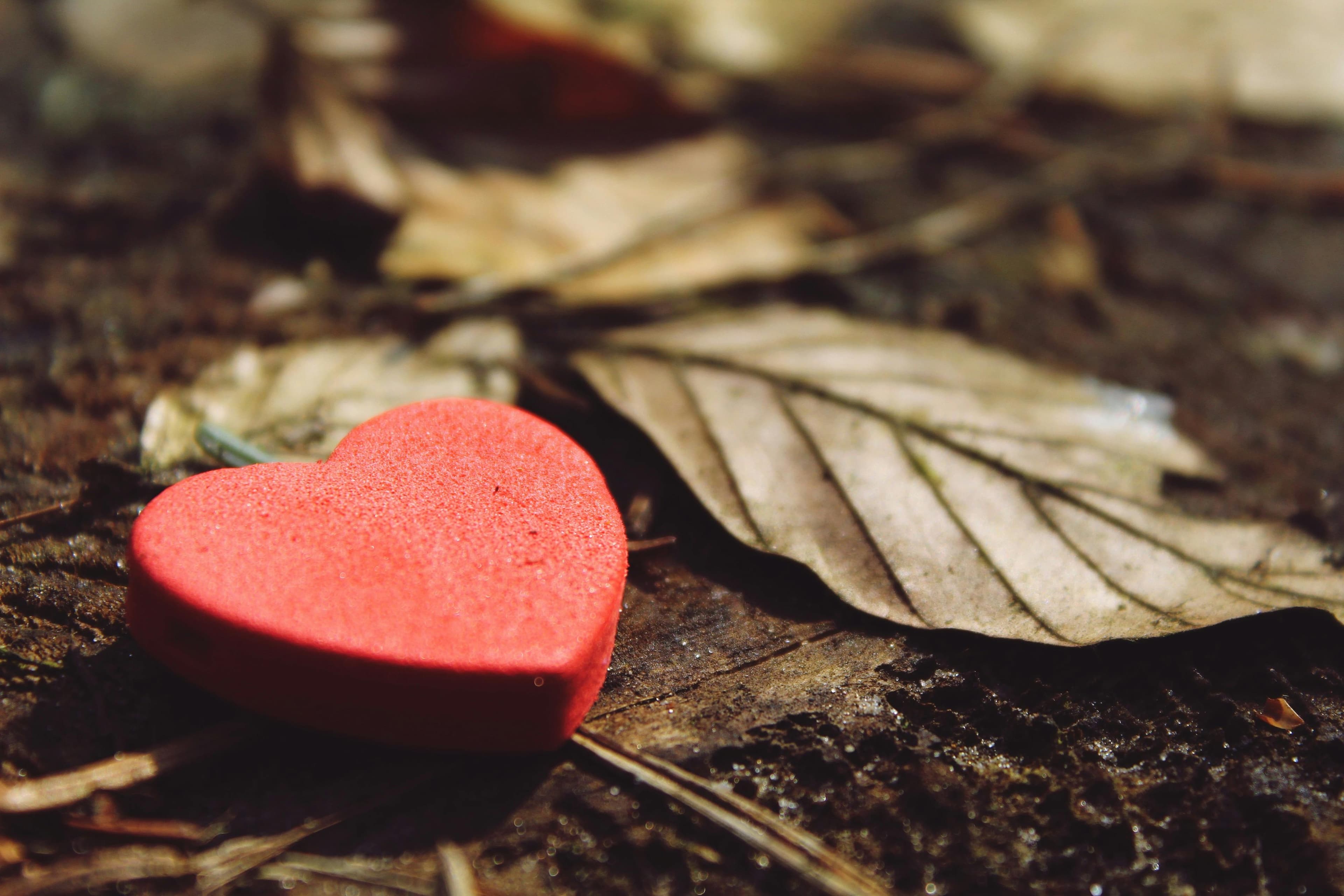 pexels-pixabay-256678