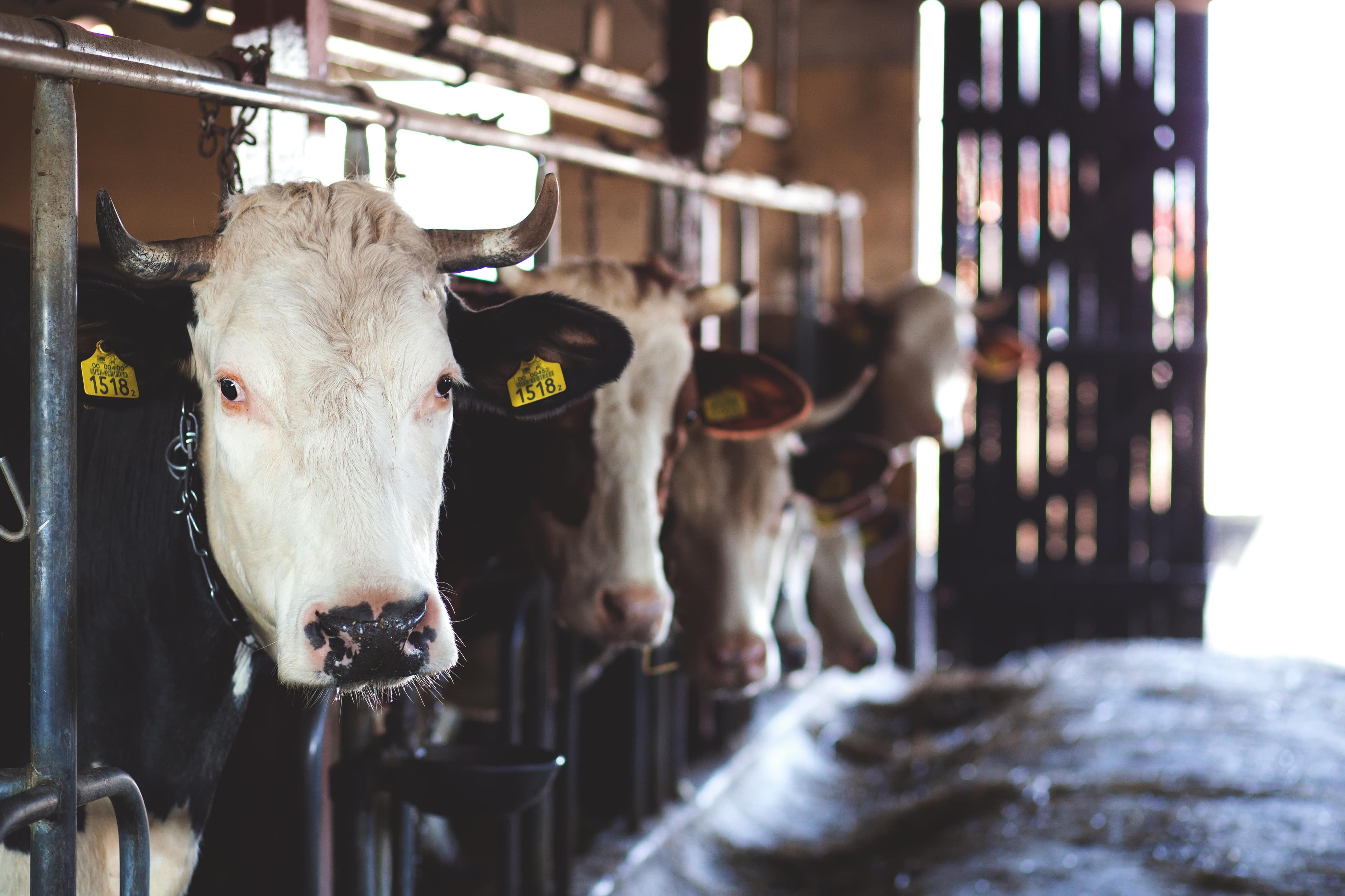 Is plant-based milk healthier?