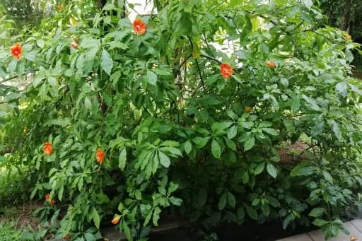 10 Healing Herbs from Southeast Asia