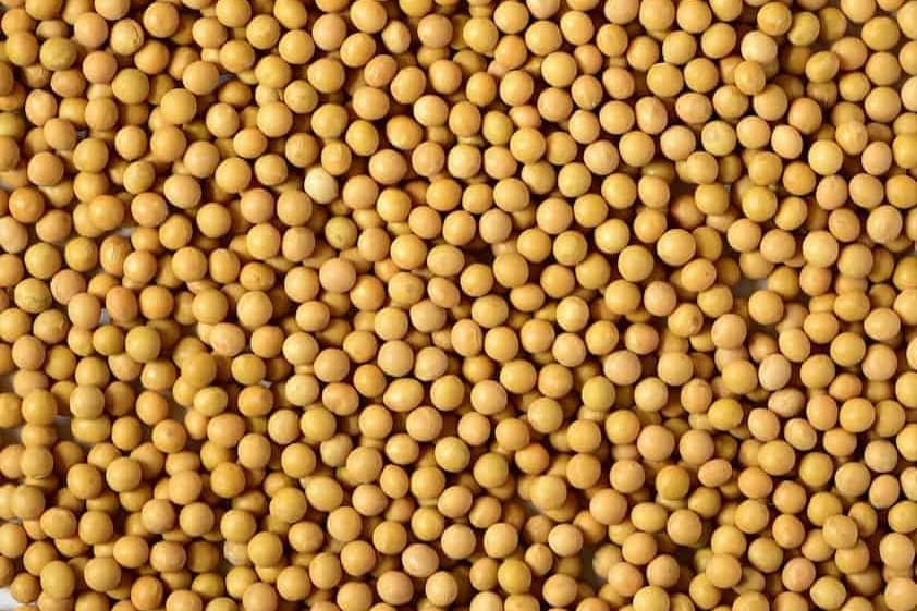 Soy-Milk-1-of-7
