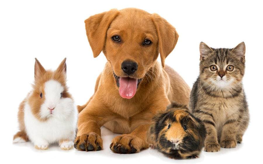 dogs cats rabbits pets 1200x750-e017741227f7382c3ba7aaeb27b28297