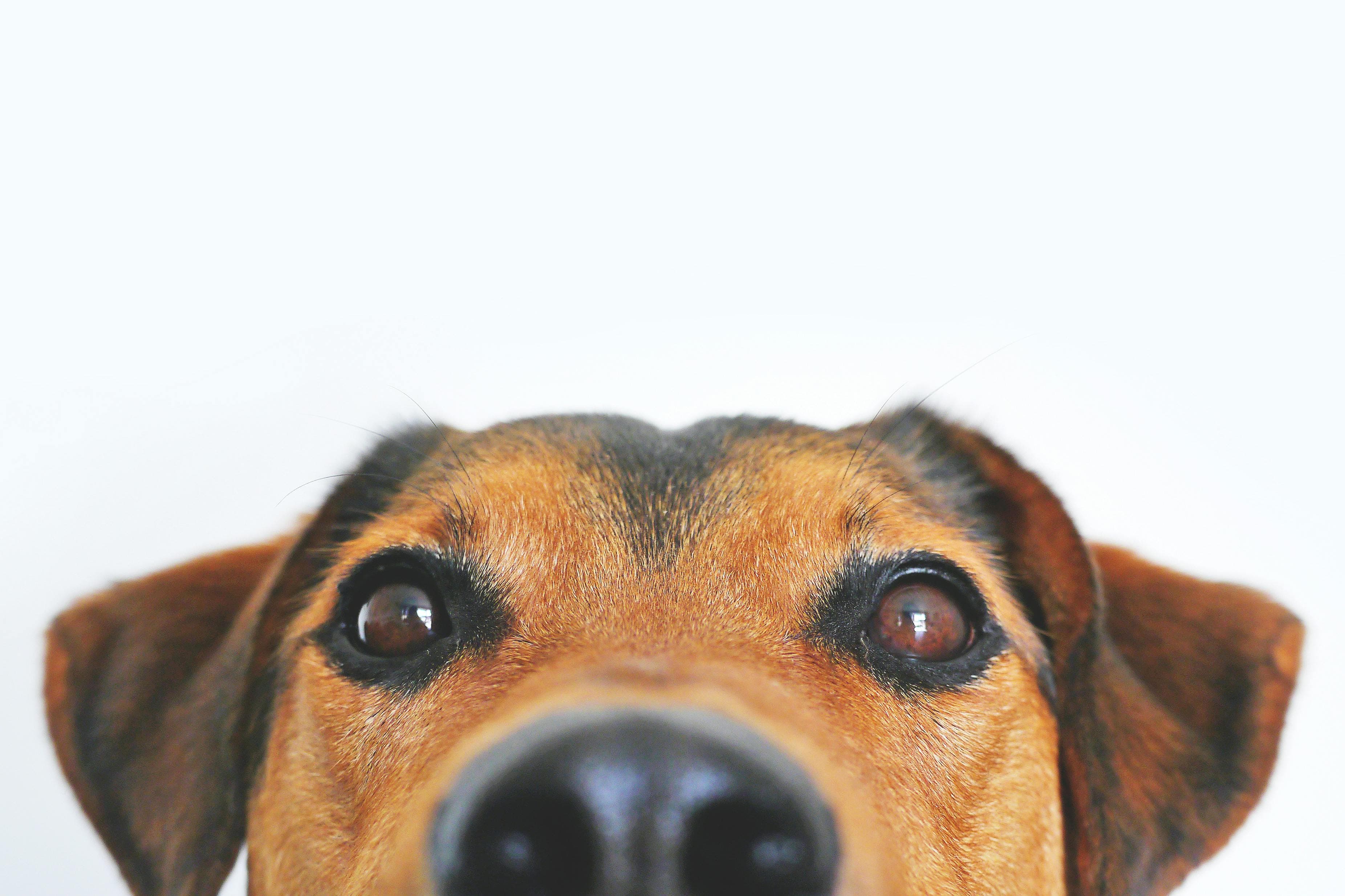 How Pets Boost Our Well-Being
