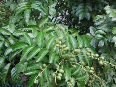 Clausena lansium unripe fruits-sm